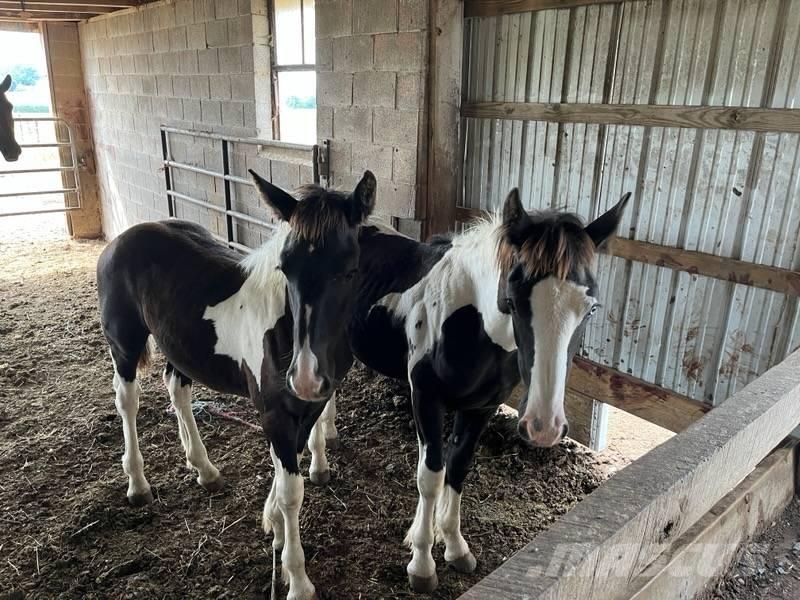  Horse Filly Altri macchinari per bestiame