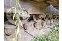 CAT D9H Dozer cingolati