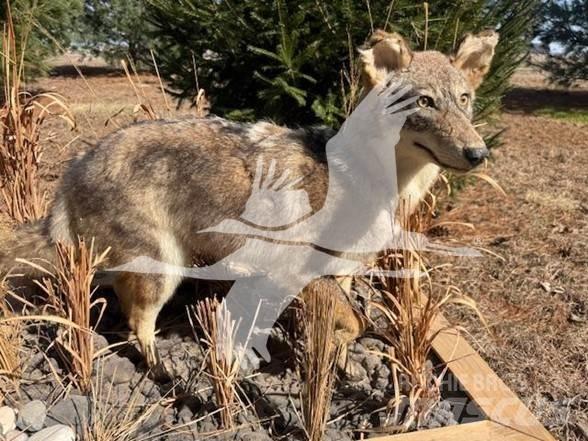 Coyote  Costruzioni - Altro