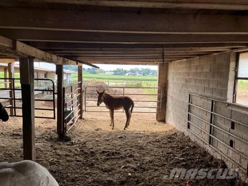 Mule Colt Altri macchinari per bestiame