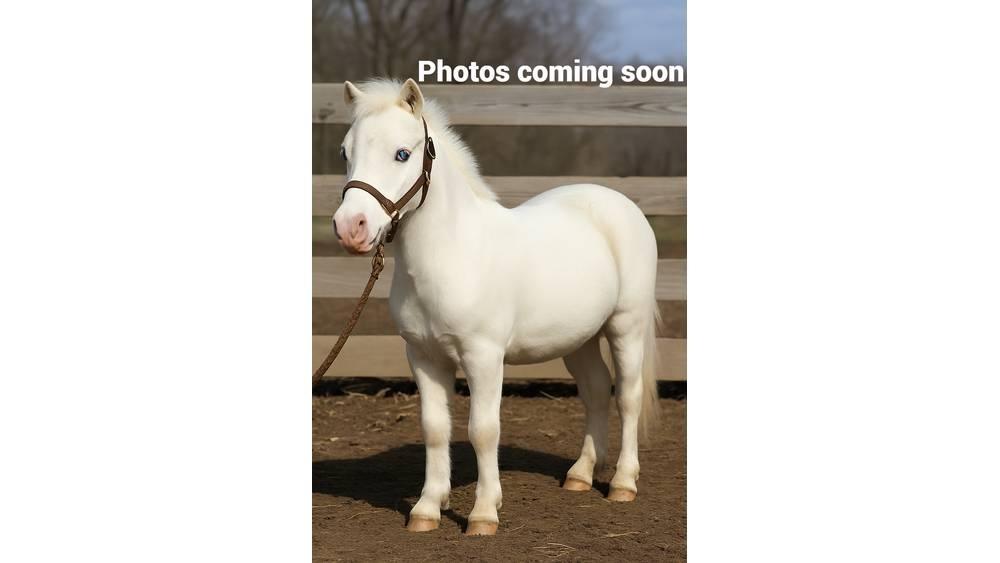 White Pony 40in Attrezzature per la mungitura