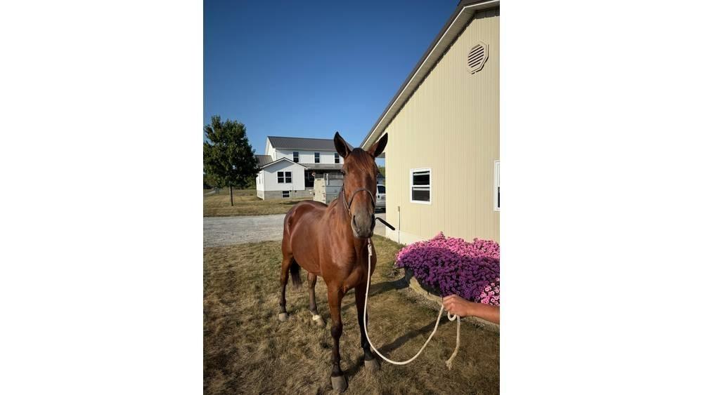  Horse Standardbred Altri macchinari per bestiame