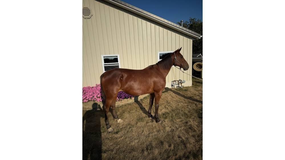  Horse Standardbred Altri macchinari per bestiame