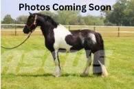  Horse Standardbred Altri macchinari per bestiame