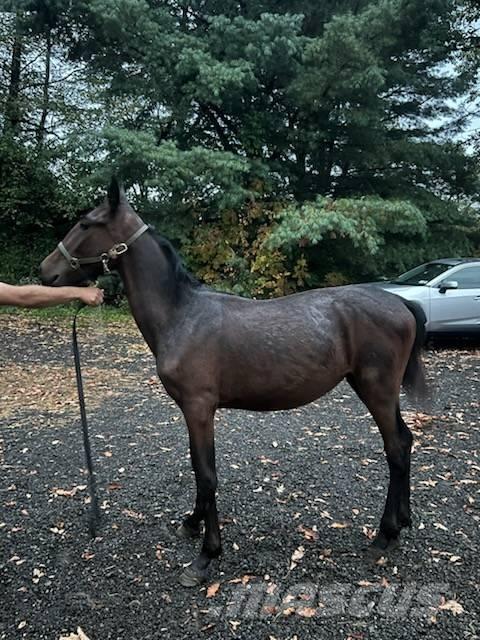  Horse Standardbred Altri macchinari per bestiame