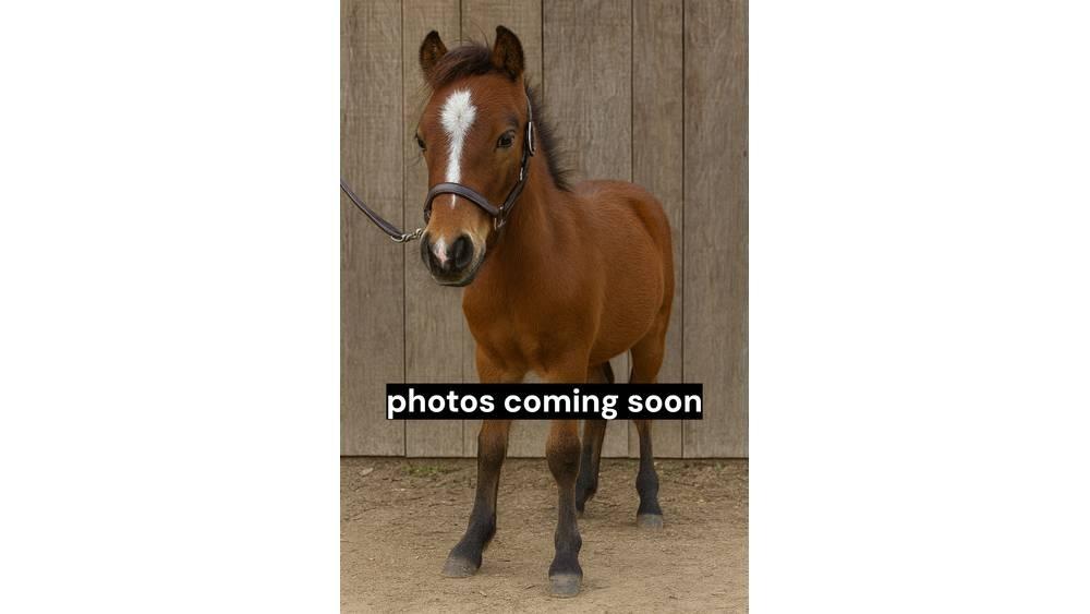  Pony Stallion 35in Attrezzature per la mungitura