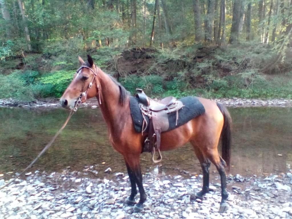Morgan Mare Altri macchinari per bestiame
