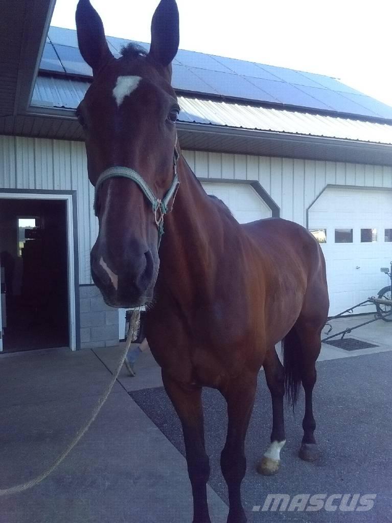  Standardbred Gelding Attrezzature per la mungitura
