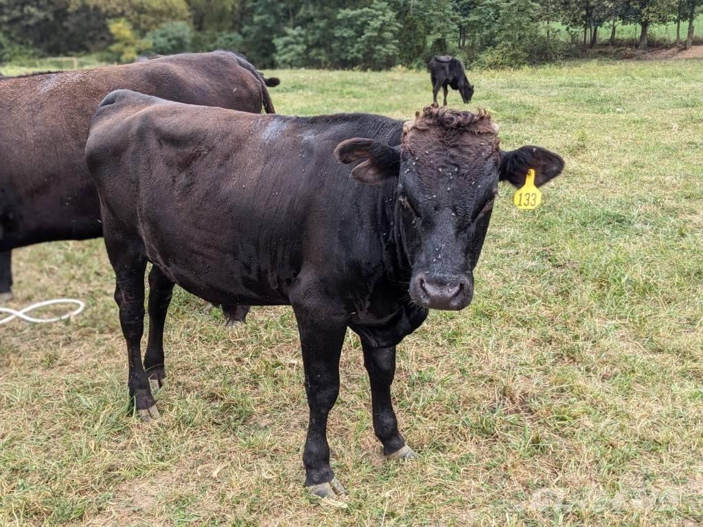 Bull (Organic Farm) Attrezzature per la mungitura