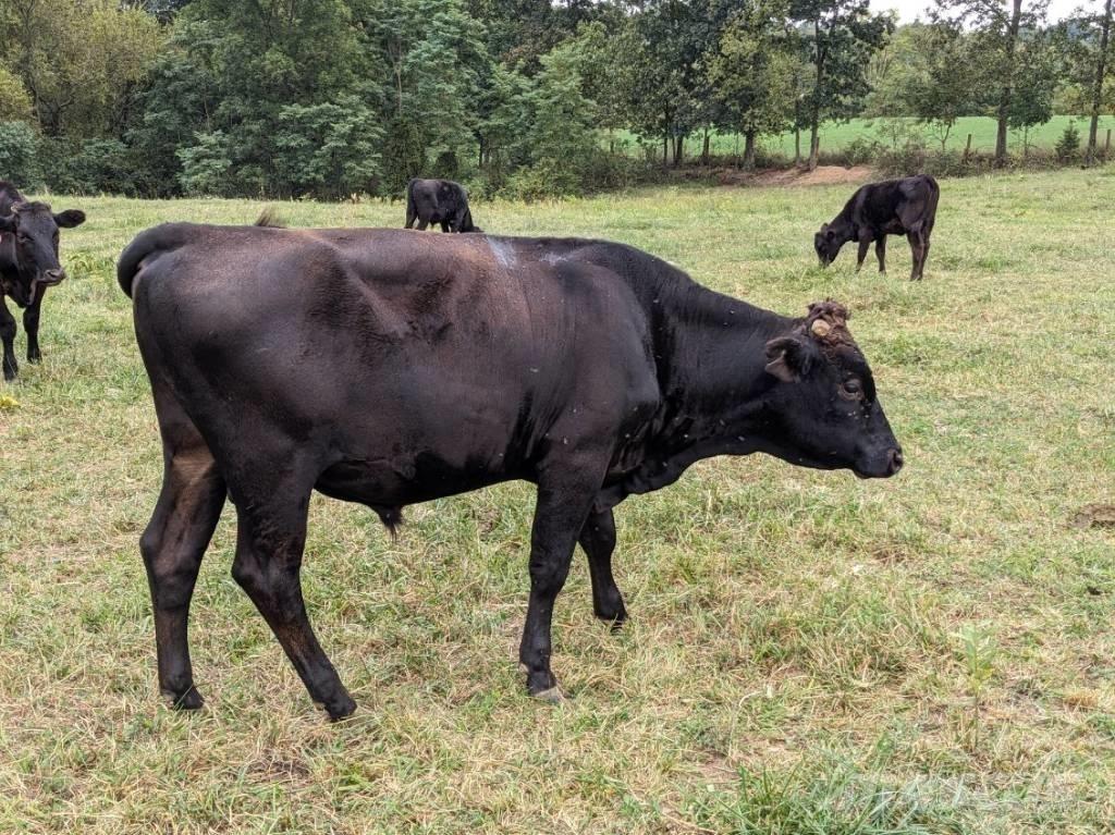 Bull (Organic Farm) Attrezzature per la mungitura