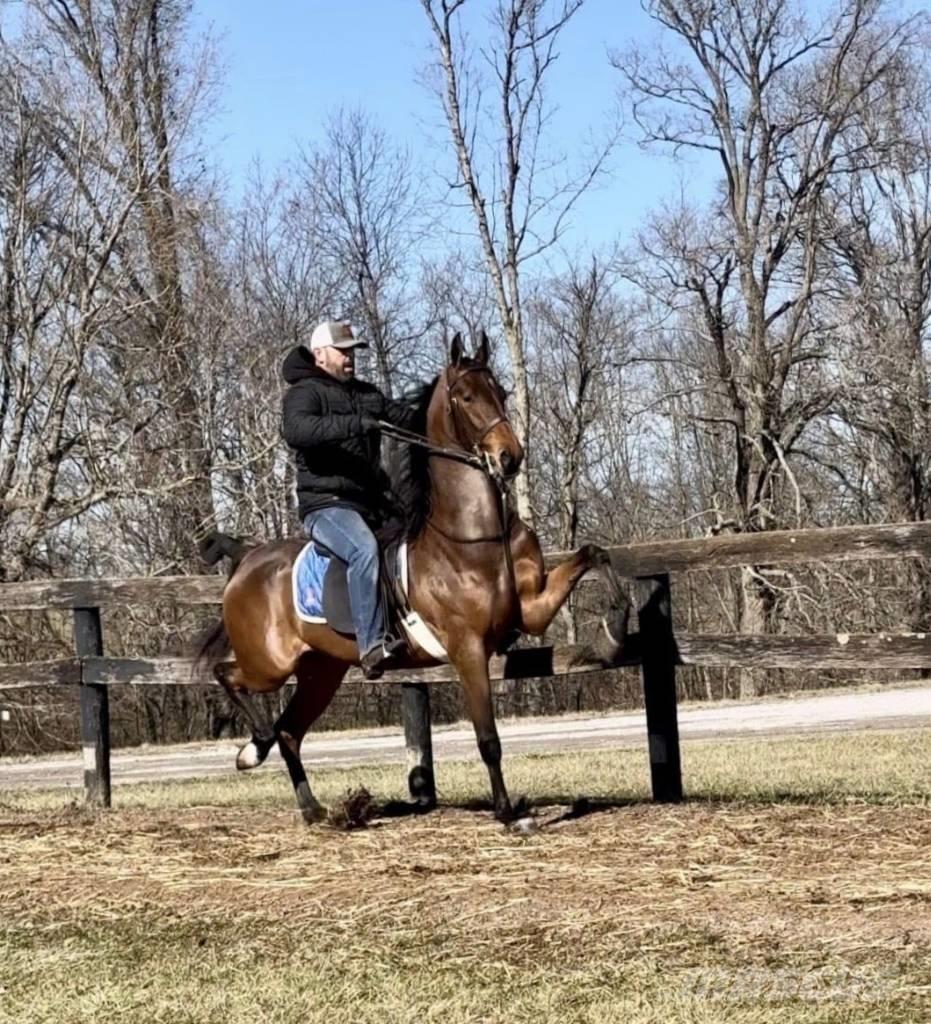  Horse Saddlebred Altri macchinari per bestiame