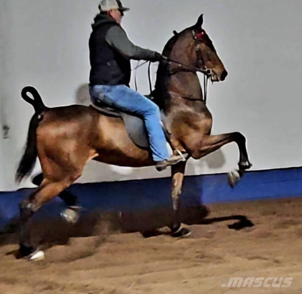  Horse Saddlebred Altri macchinari per bestiame