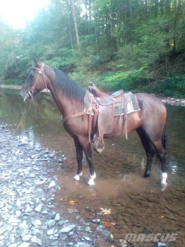  Horse Standaredbred Altri macchinari per bestiame