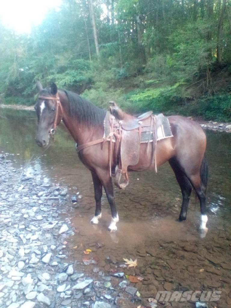  Horse Standaredbred Altri macchinari per bestiame
