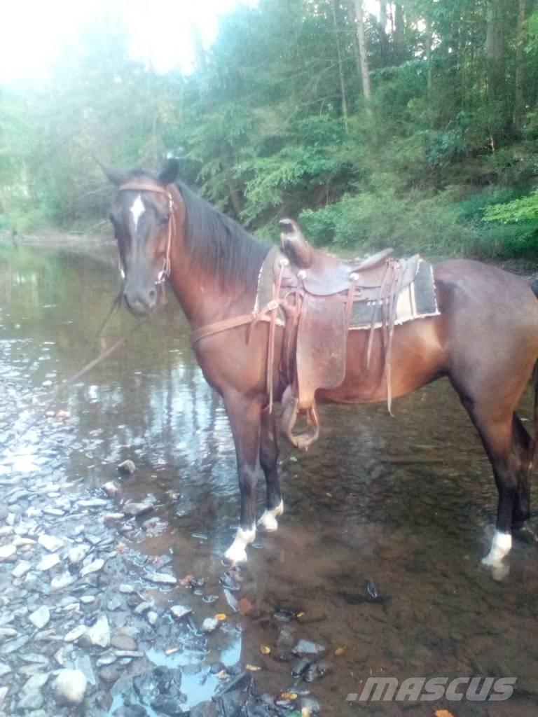  Horse Standaredbred Altri macchinari per bestiame
