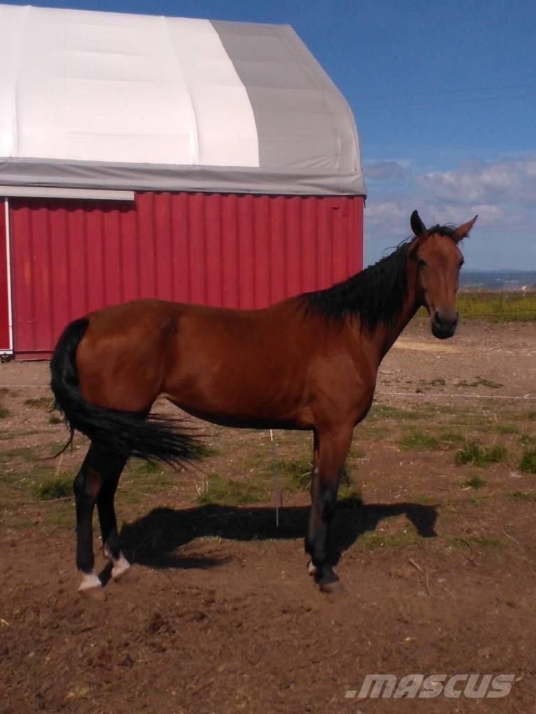  Horse Family Altri macchinari per bestiame