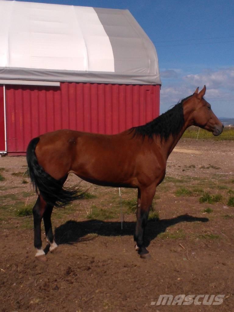  Horse Family Altri macchinari per bestiame