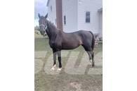 Horse Mare Altri macchinari per bestiame