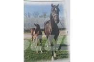  Horse Mare Altri macchinari per bestiame