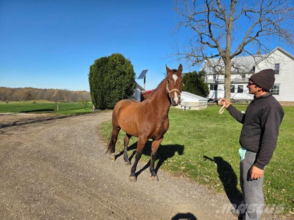  Horse Mare Altri macchinari per bestiame
