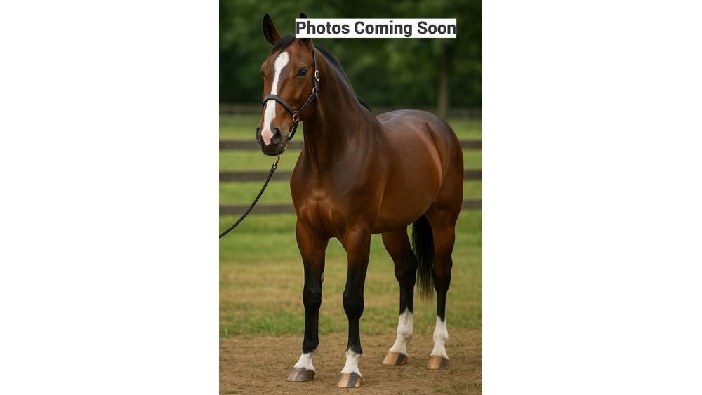  Horse Standardbred Altri macchinari per bestiame