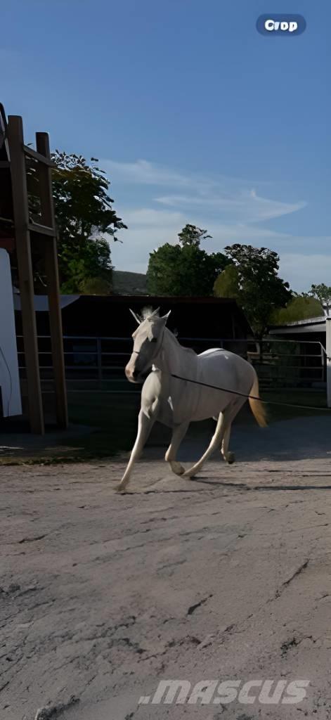  Horse Mare Altri macchinari per bestiame