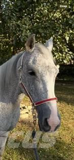  Horse Mare Altri macchinari per bestiame
