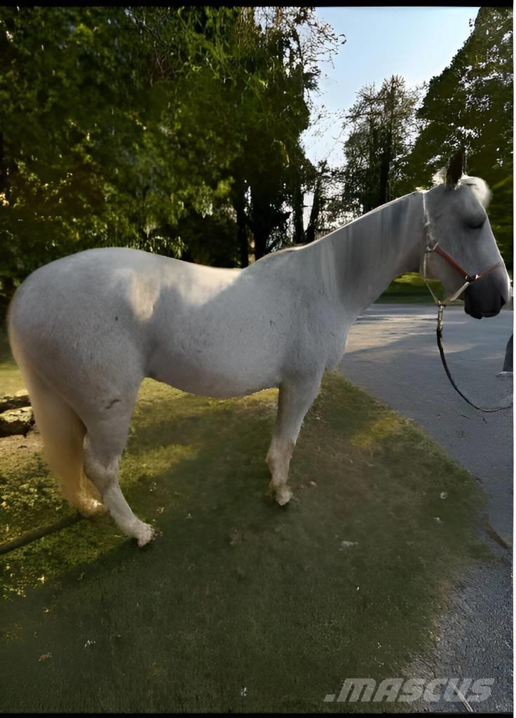  Horse Mare Altri macchinari per bestiame