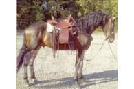  Horse Gelding Altri macchinari per bestiame
