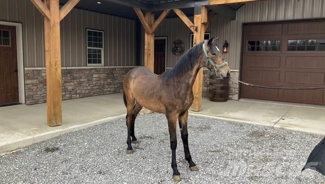 Morgan Filly Costruzioni - Altro