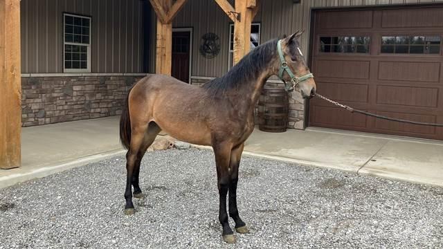 Morgan Filly Costruzioni - Altro